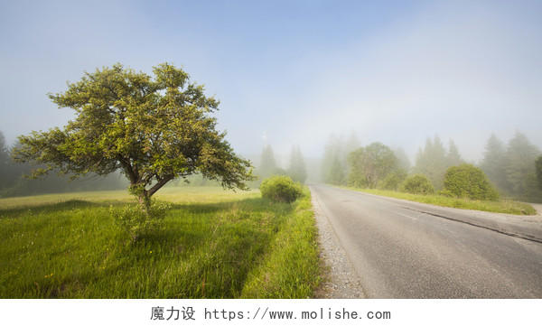 绿色夏季夏天晨雾中的乡村道路风景图